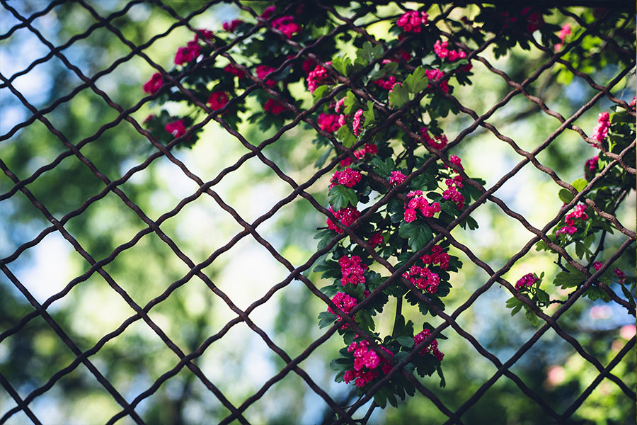 chainlink-fence-and-flowers-bakersfield-ca